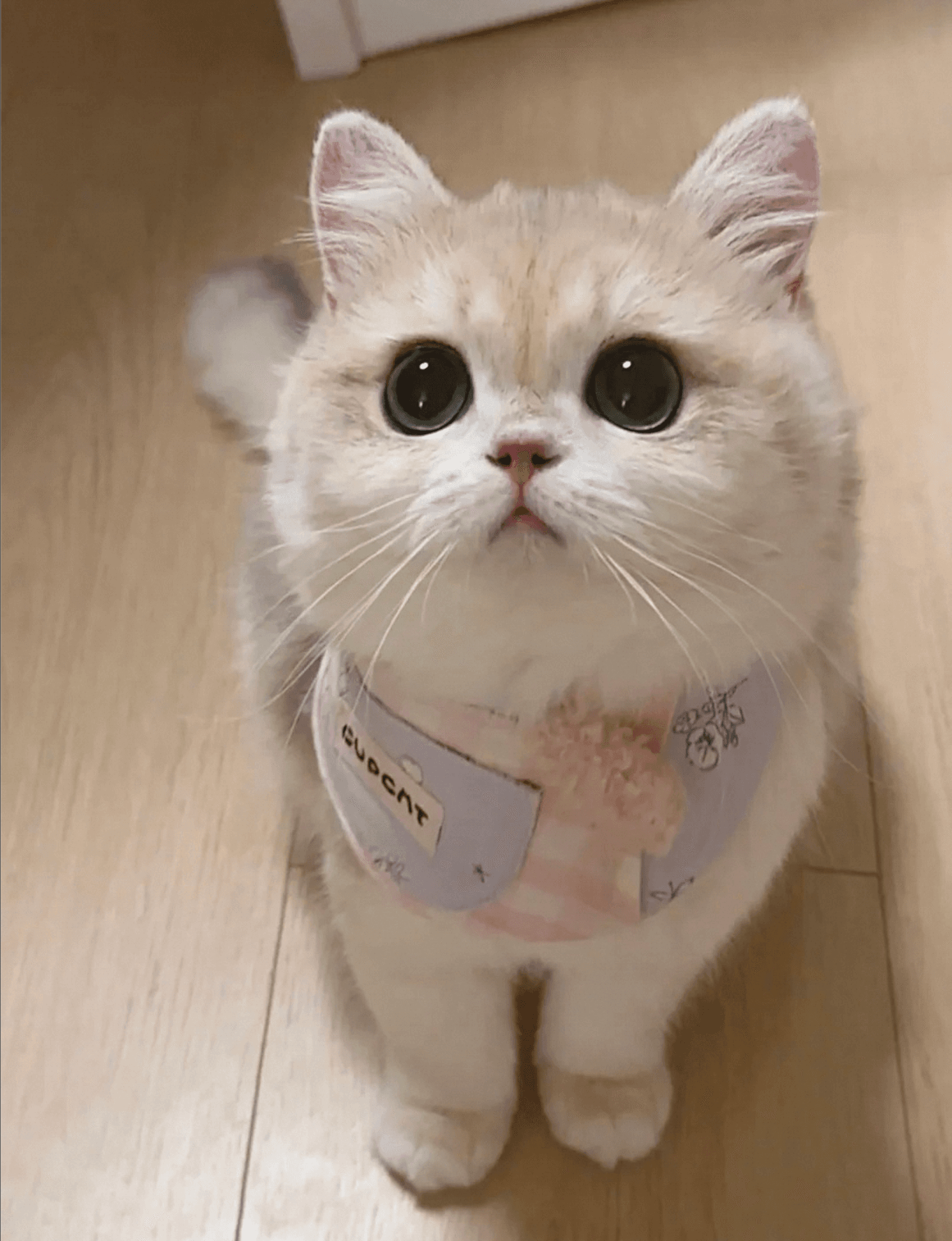 Original cat photo
